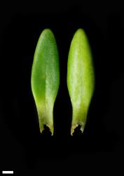 Veronica colostylis. Leaf surfaces, adaxial (left) and abaxial (right). Scale = 1 mm.
 Image: P.J. Garnock-Jones © P.J. Garnock-Jones CC-BY-NC 3.0 NZ
